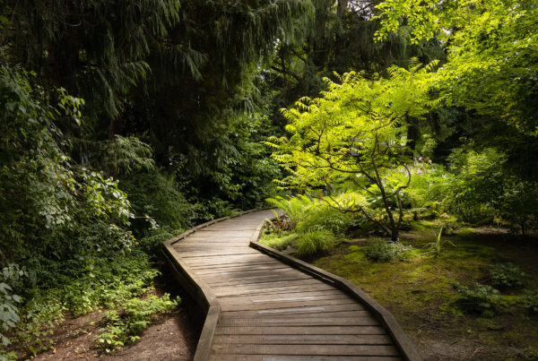 Peaceful pathway in forest.