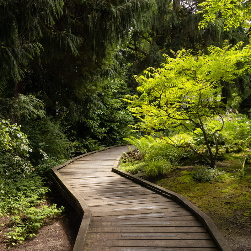 Peaceful pathway in forest.