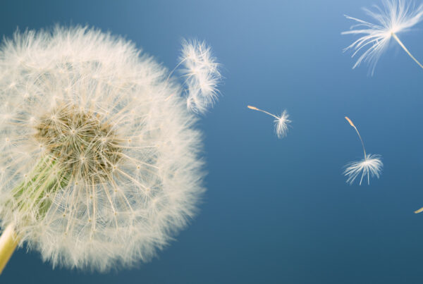 Dandelion releasing seeds